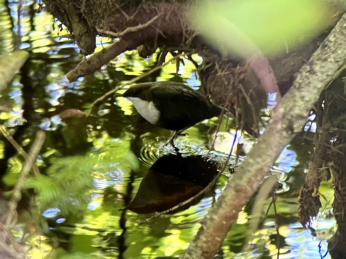 White-throated Dipper - AnneClaire Wageman