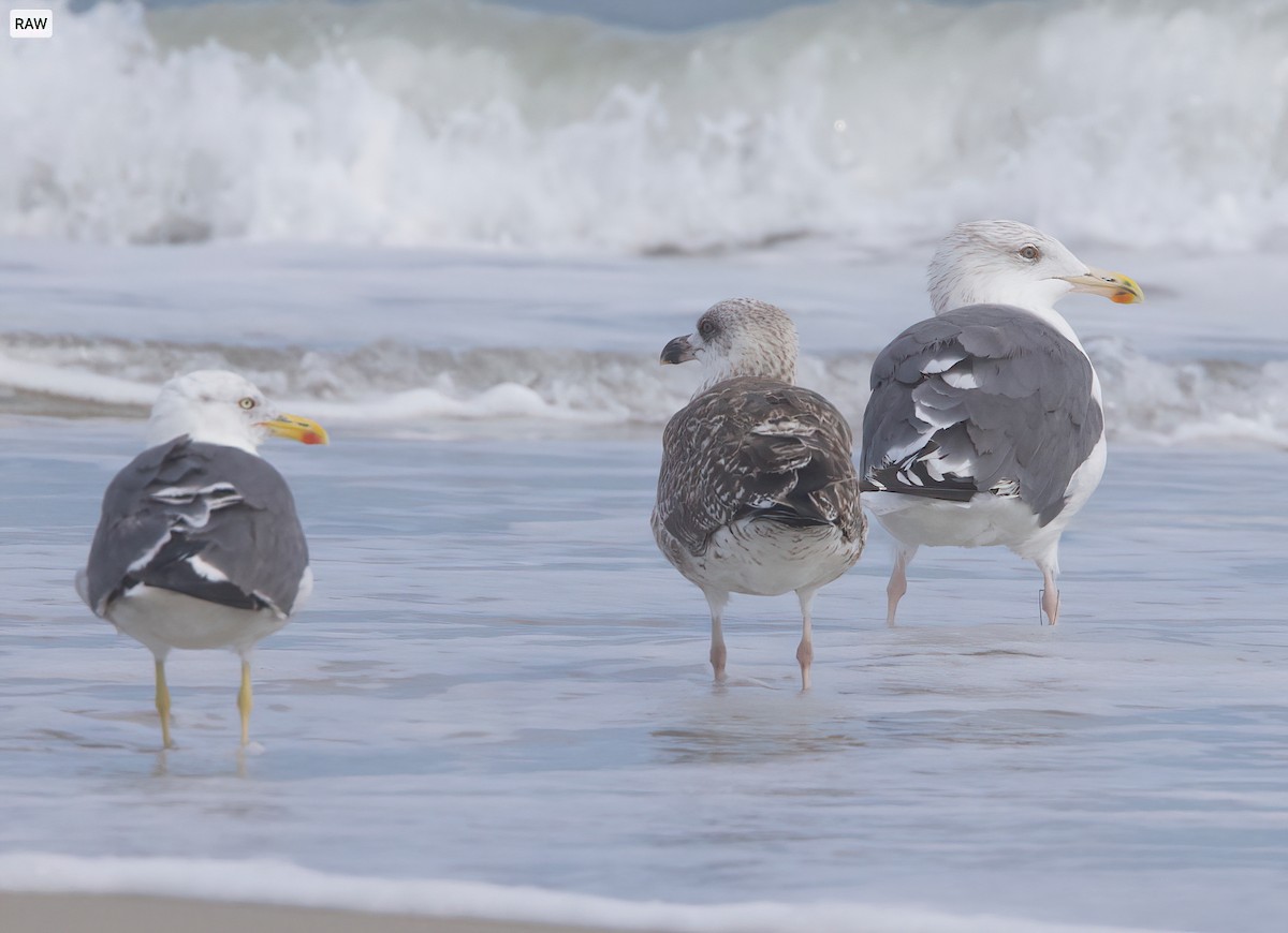 Herring x Great Black-backed Gull (hybrid) - ML488249341