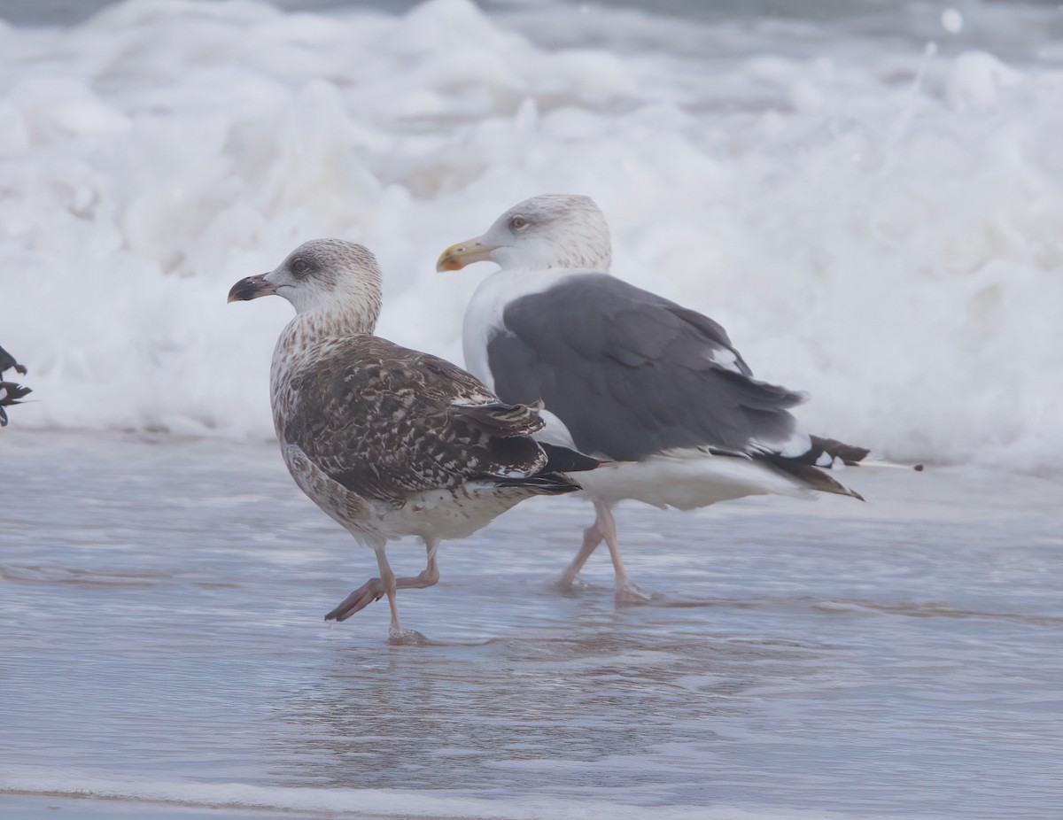 Herring x Great Black-backed Gull (hybrid) - ML488249351