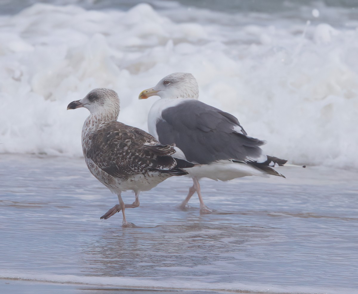 Herring x Great Black-backed Gull (hybrid) - ML488249361