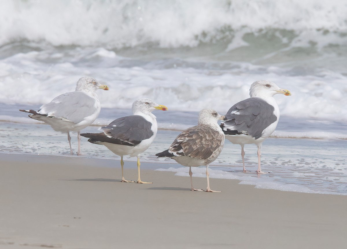 Herring x Great Black-backed Gull (hybrid) - ML488249371