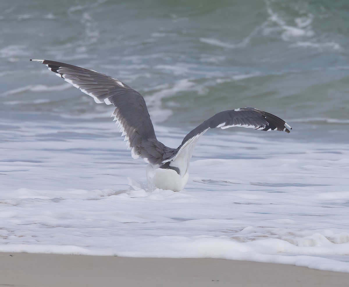 Herring x Great Black-backed Gull (hybrid) - ML488249381