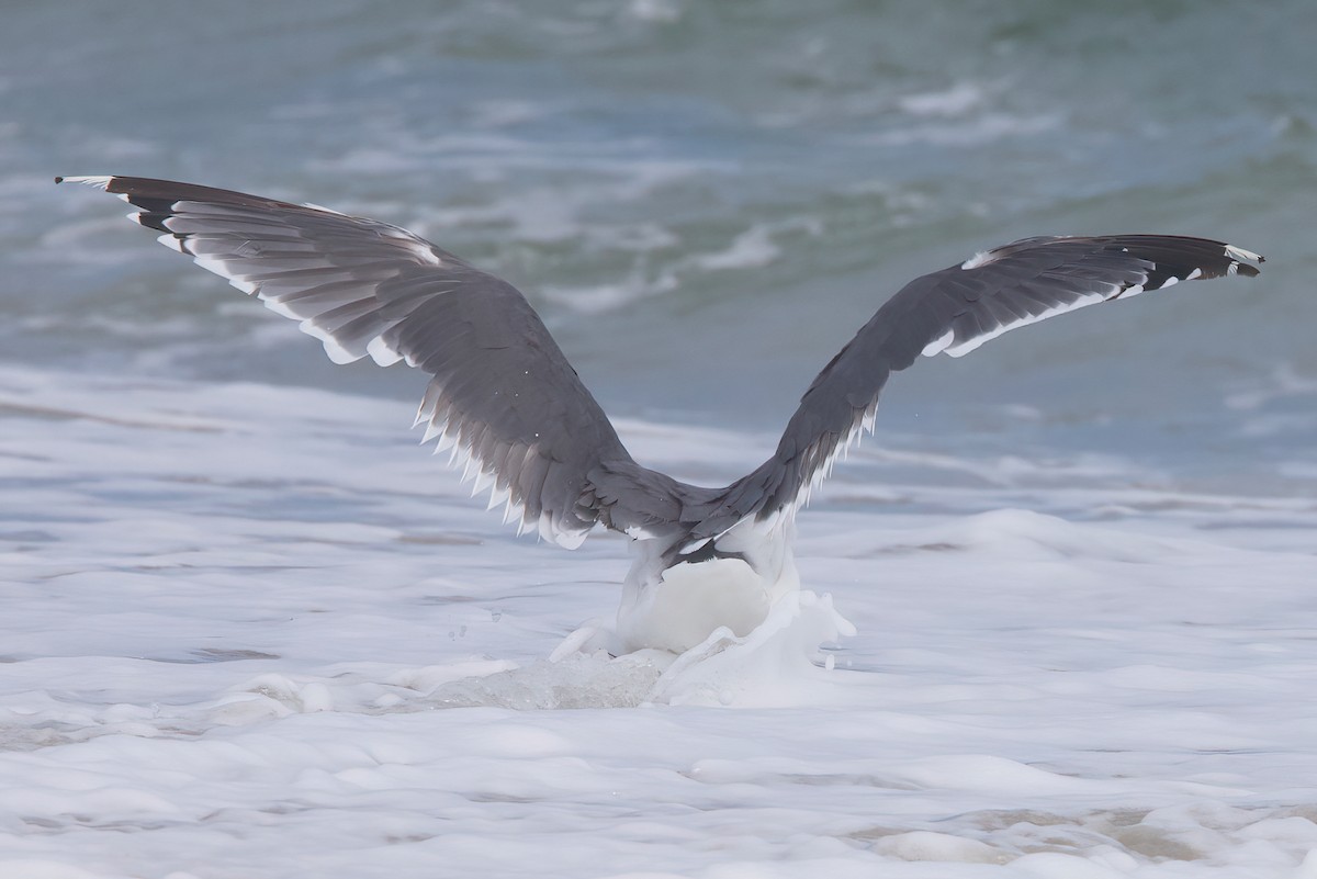 Herring x Great Black-backed Gull (hybrid) - ML488249391