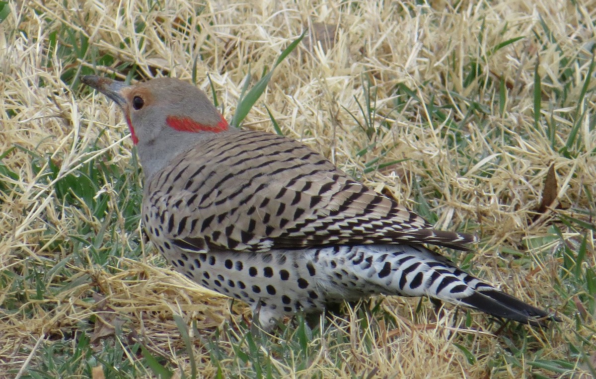 Northern Flicker (Yellow-shafted x Red-shafted) - ML48824981