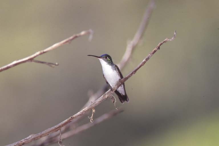 kolibřík andský - ML48825041