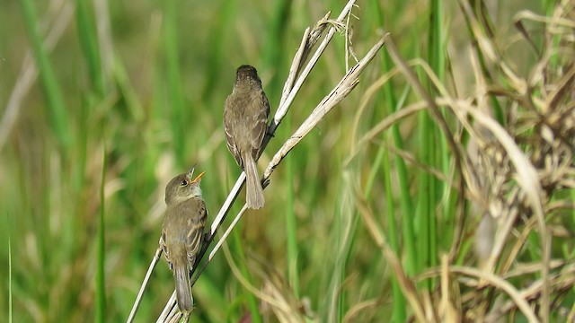 White-throated Flycatcher - ML488251