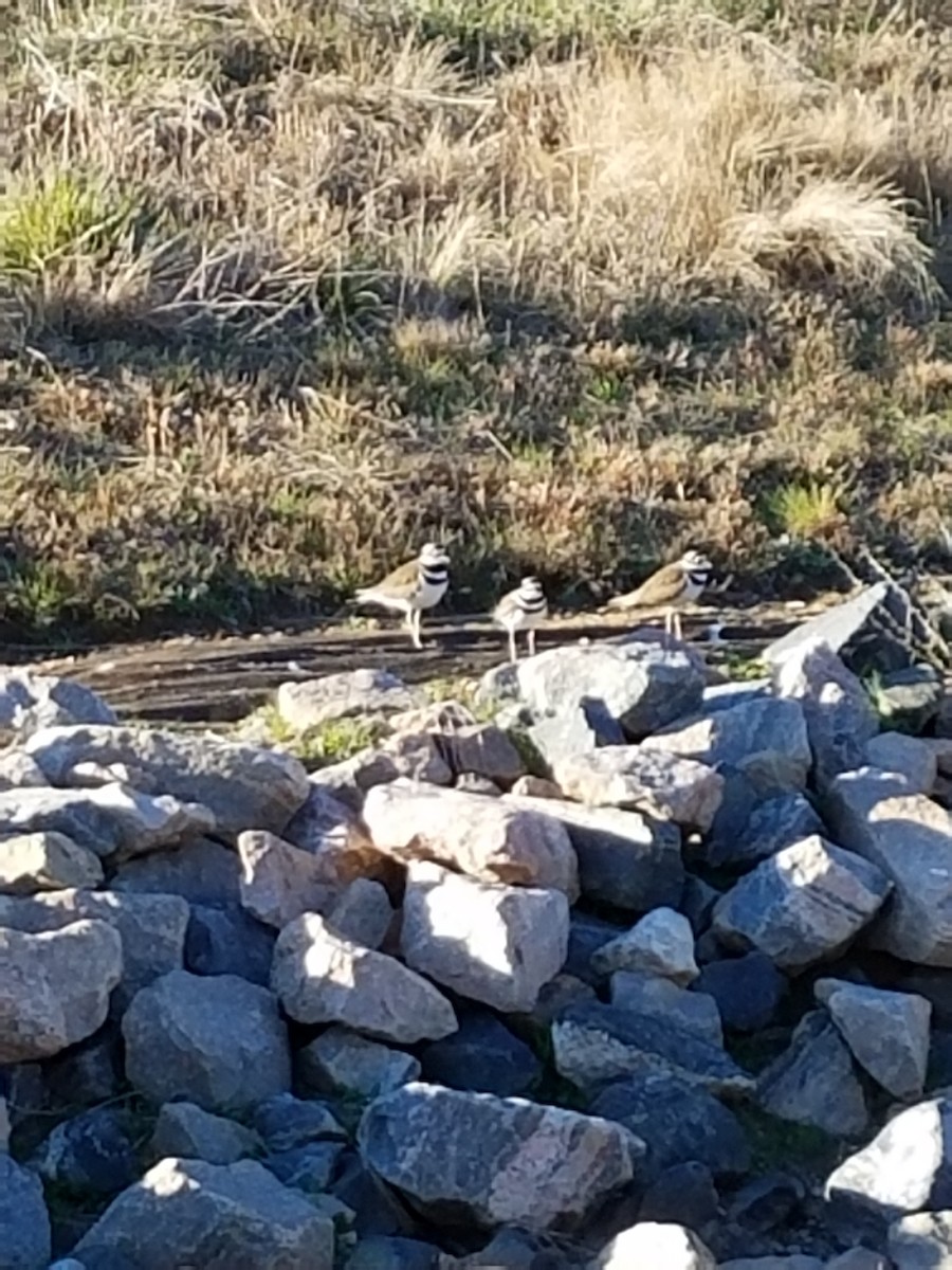 Killdeer - ML48825121