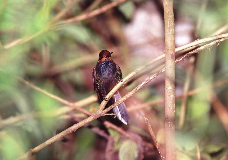 Colibrí de Bouguer Occidental - ML48825131