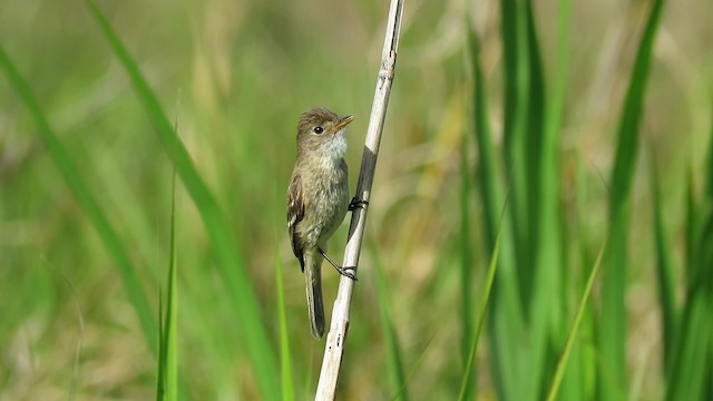 White-throated Flycatcher - ML488252