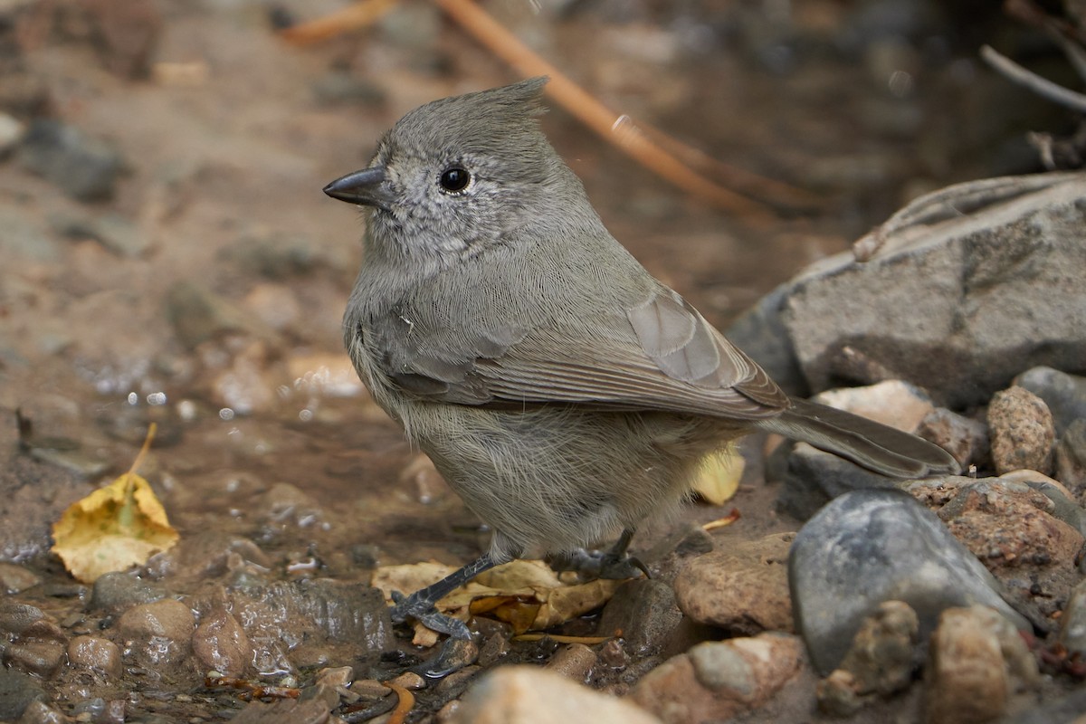 Juniper Titmouse - ML488252041