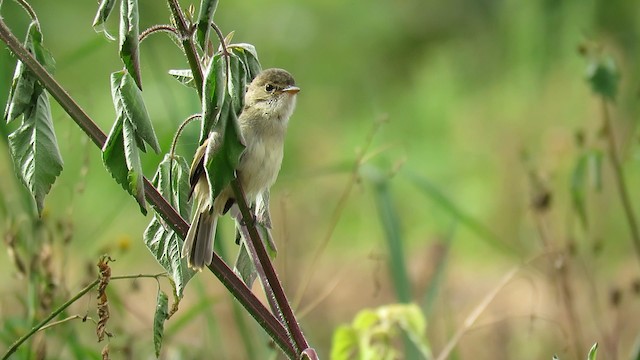 White-throated Flycatcher - ML488253