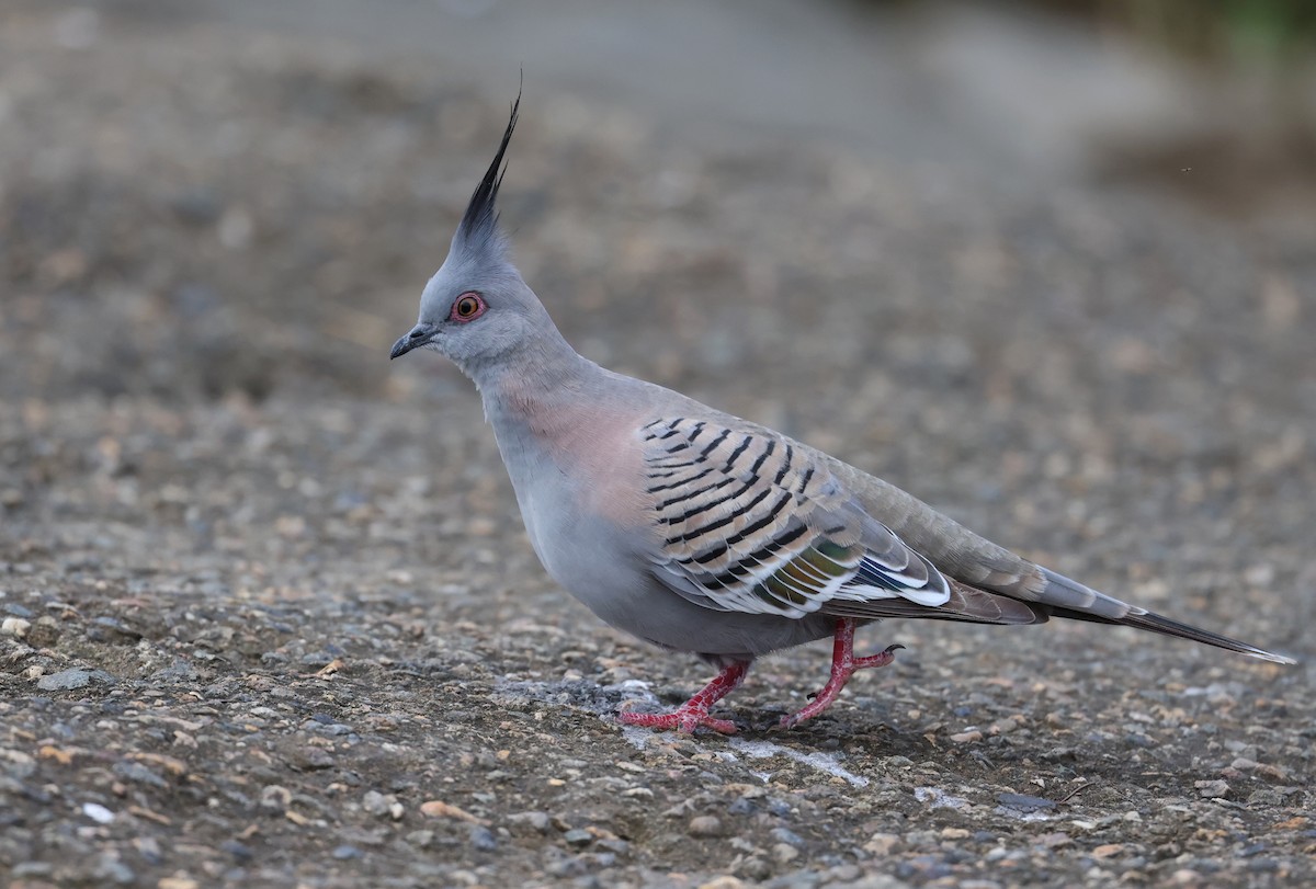 Crested Pigeon - ML488253151