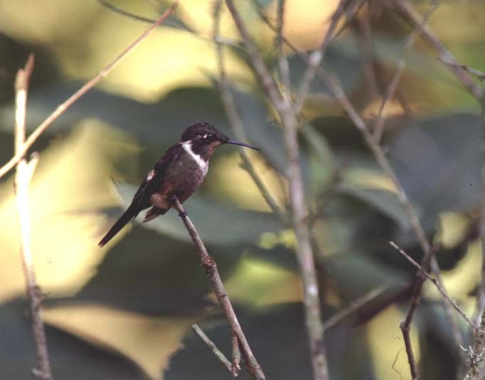 Purple-throated Woodstar - ML48825321