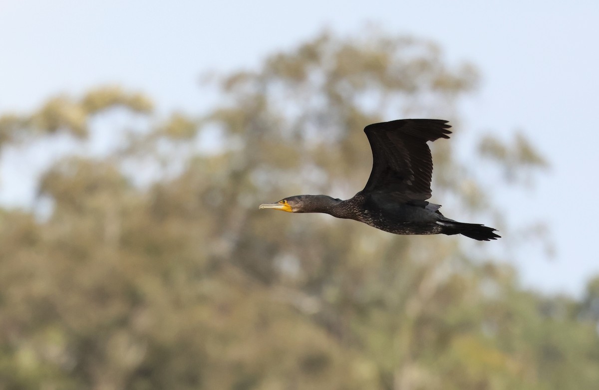 Great Cormorant - ML488253471