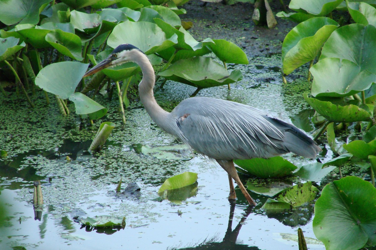 Great Blue Heron - ML48825791