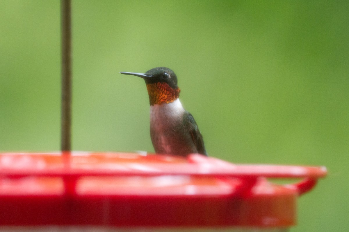 Ruby-throated Hummingbird - ML488261041