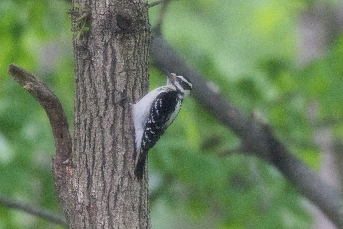 Hairy Woodpecker - ML488261061