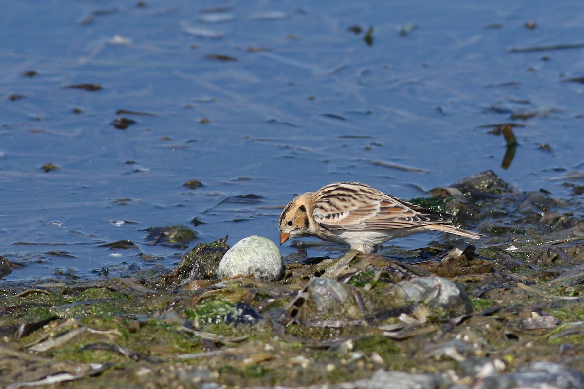 Lapland Longspur - Marie O'Shaughnessy