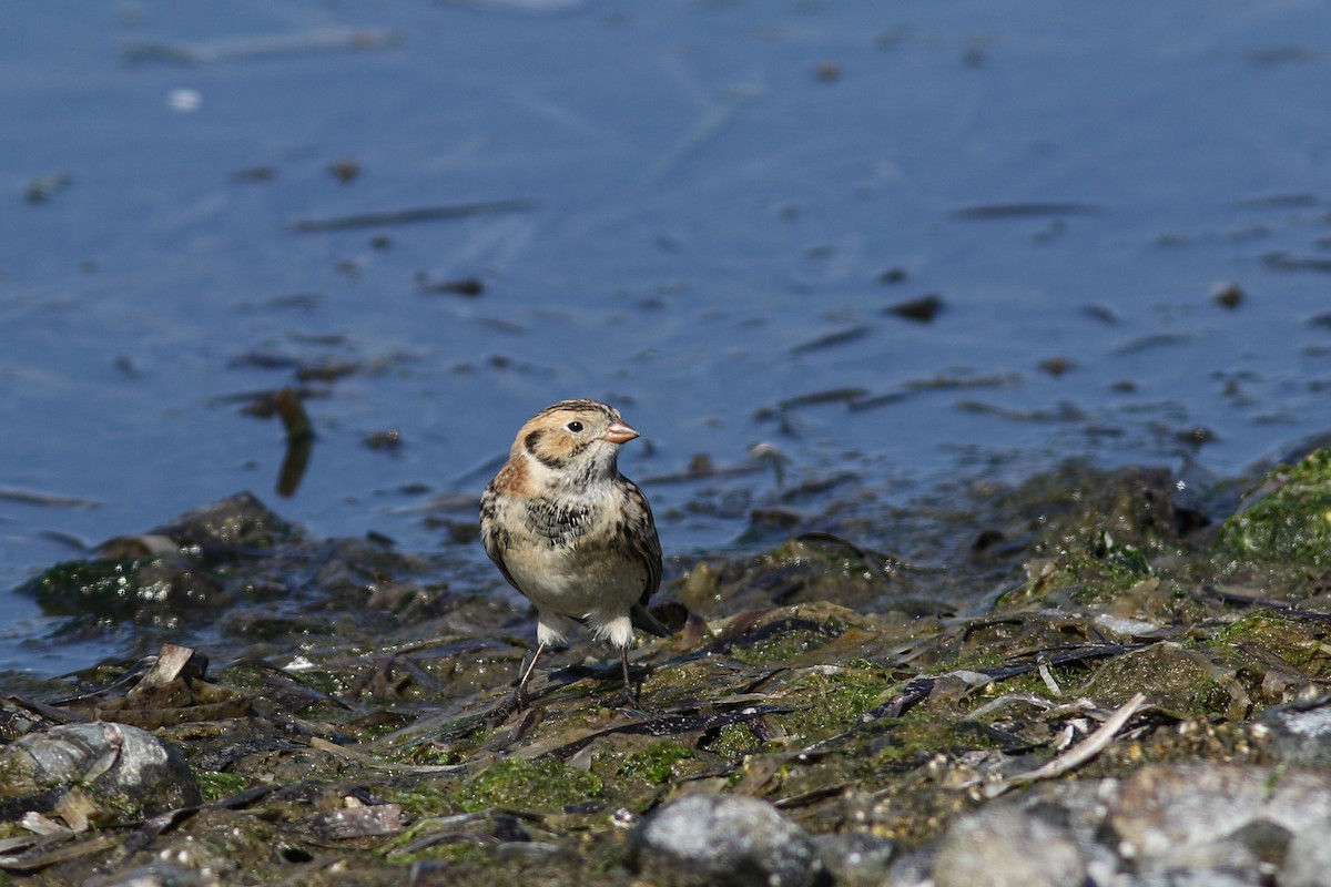 Lapland Longspur - Marie O'Shaughnessy