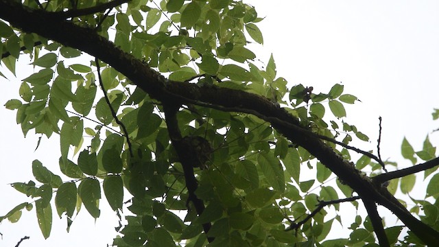 Cerulean Warbler - ML488262