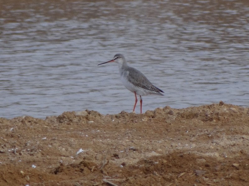 Spotted Redshank - ML48826291