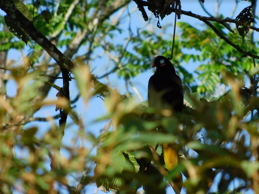 Montezuma Oropendola - ML48826301