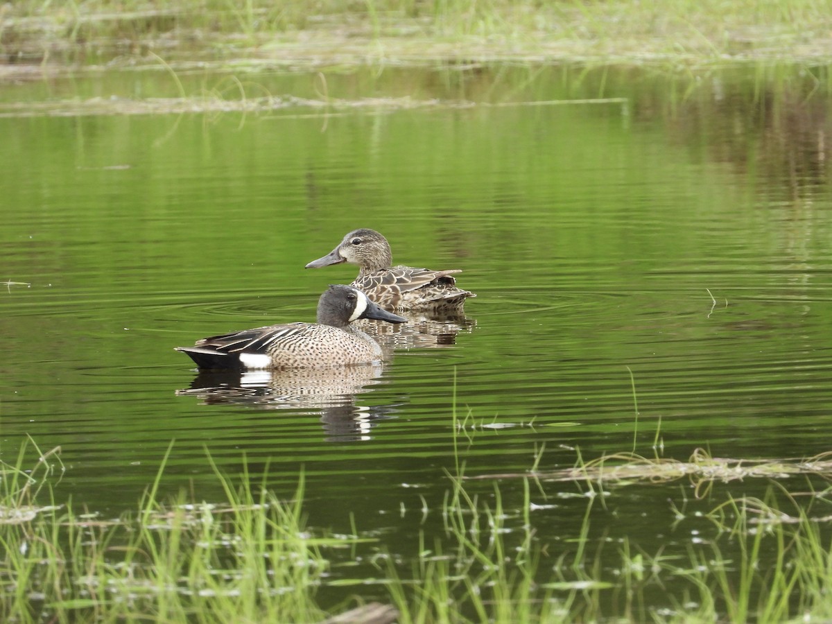 Blue-winged Teal - ML488264131