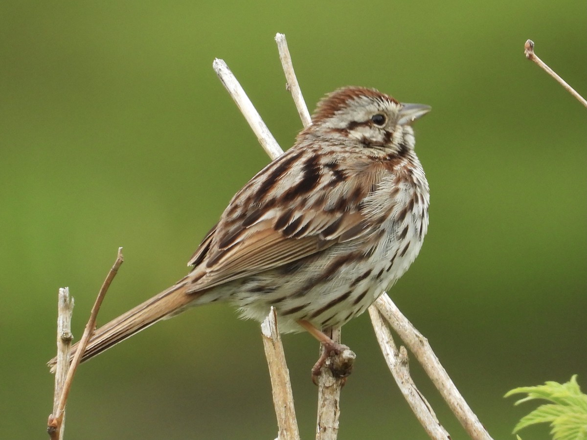 Song Sparrow (melodia/atlantica) - ML488264141