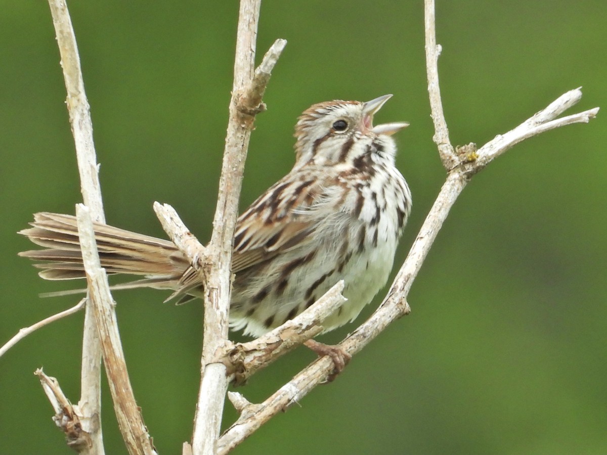 Song Sparrow (melodia/atlantica) - ML488264171