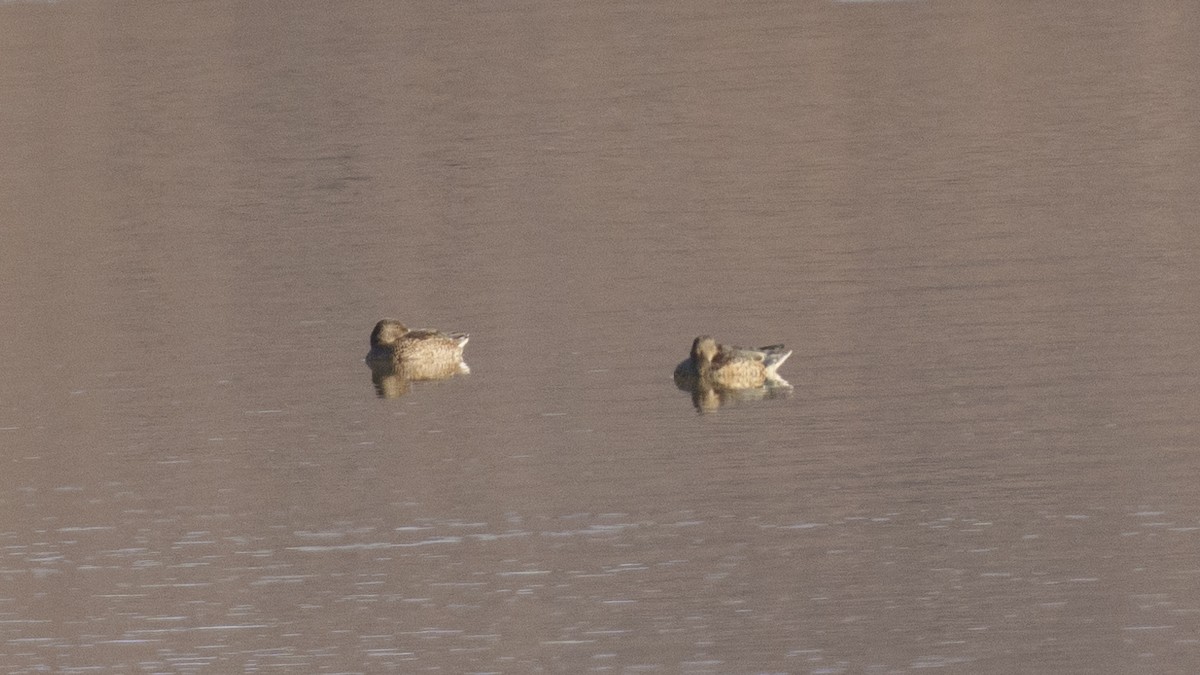 Northern Shoveler - ML488265101