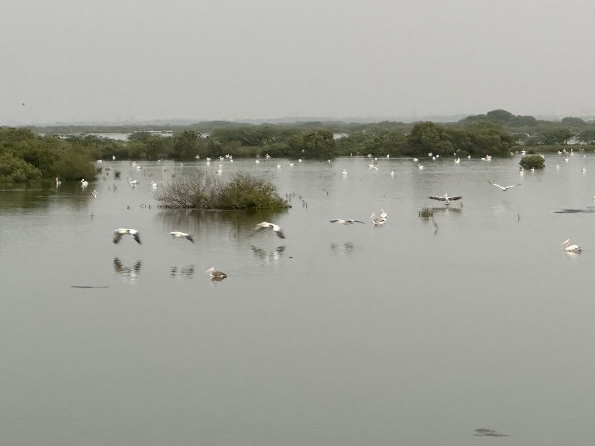 Spot-billed Pelican - ML488265161