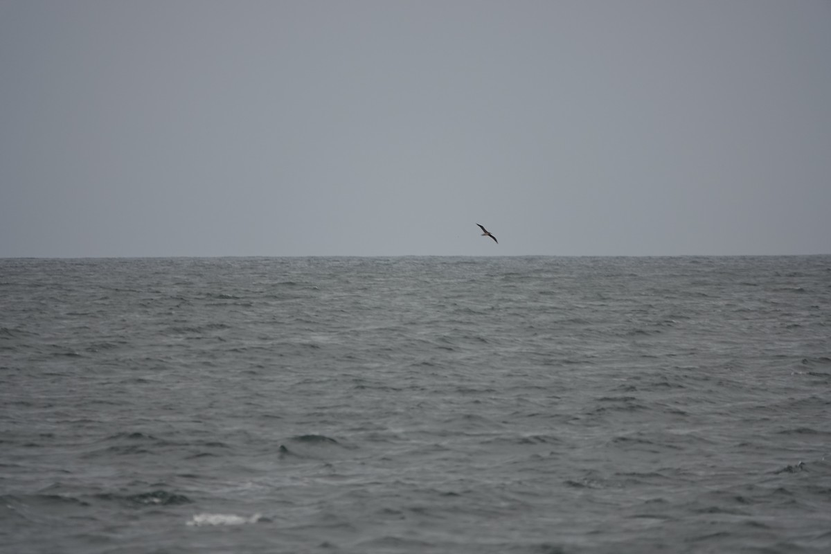 albatross sp. - ML488266891