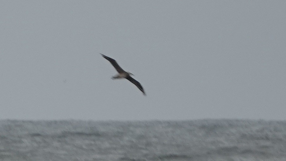 ub. albatross (Diomedeidae sp.) - ML488267061
