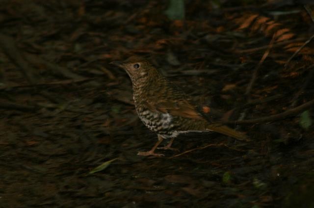 Bassian Thrush - ML488269951