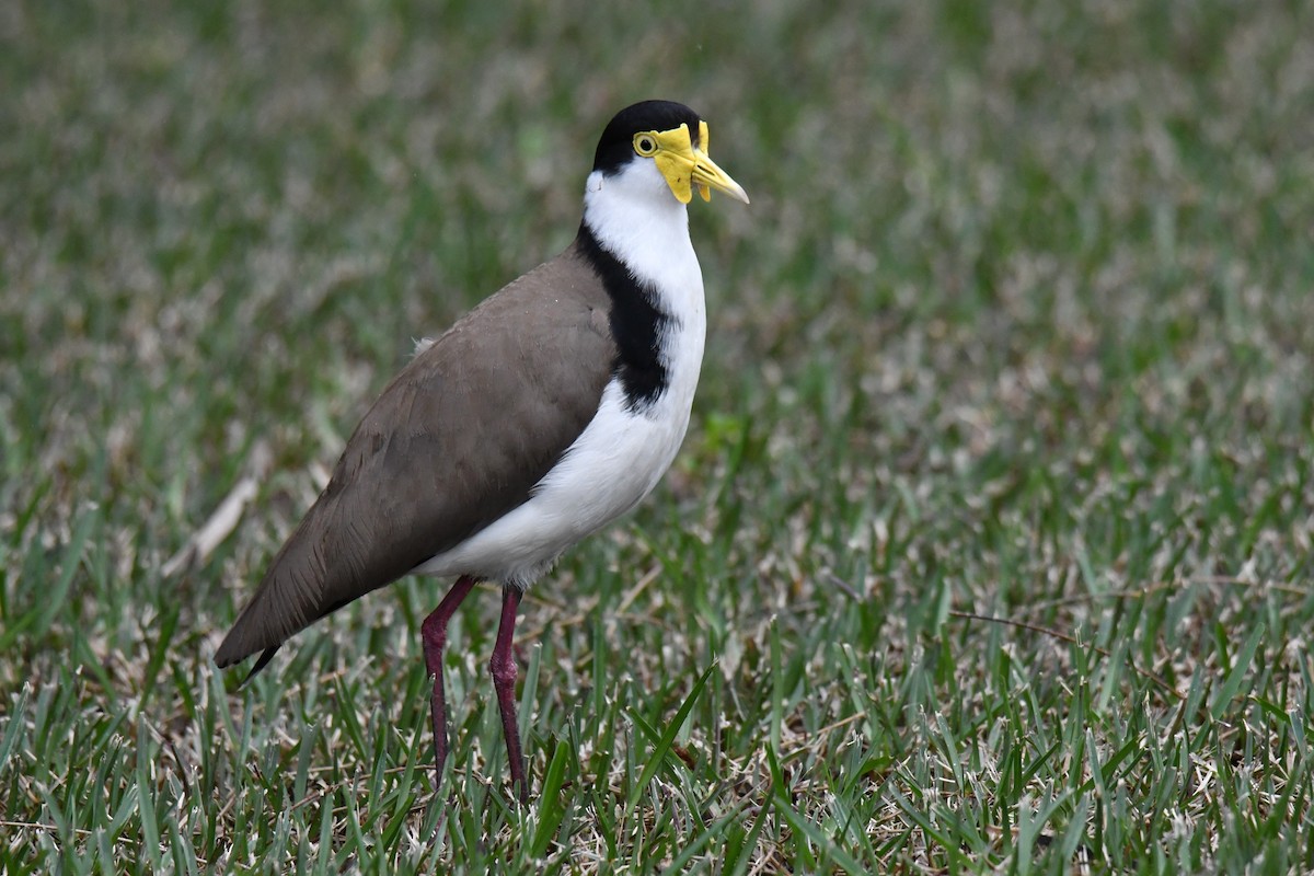 Masked Lapwing - ML488270051