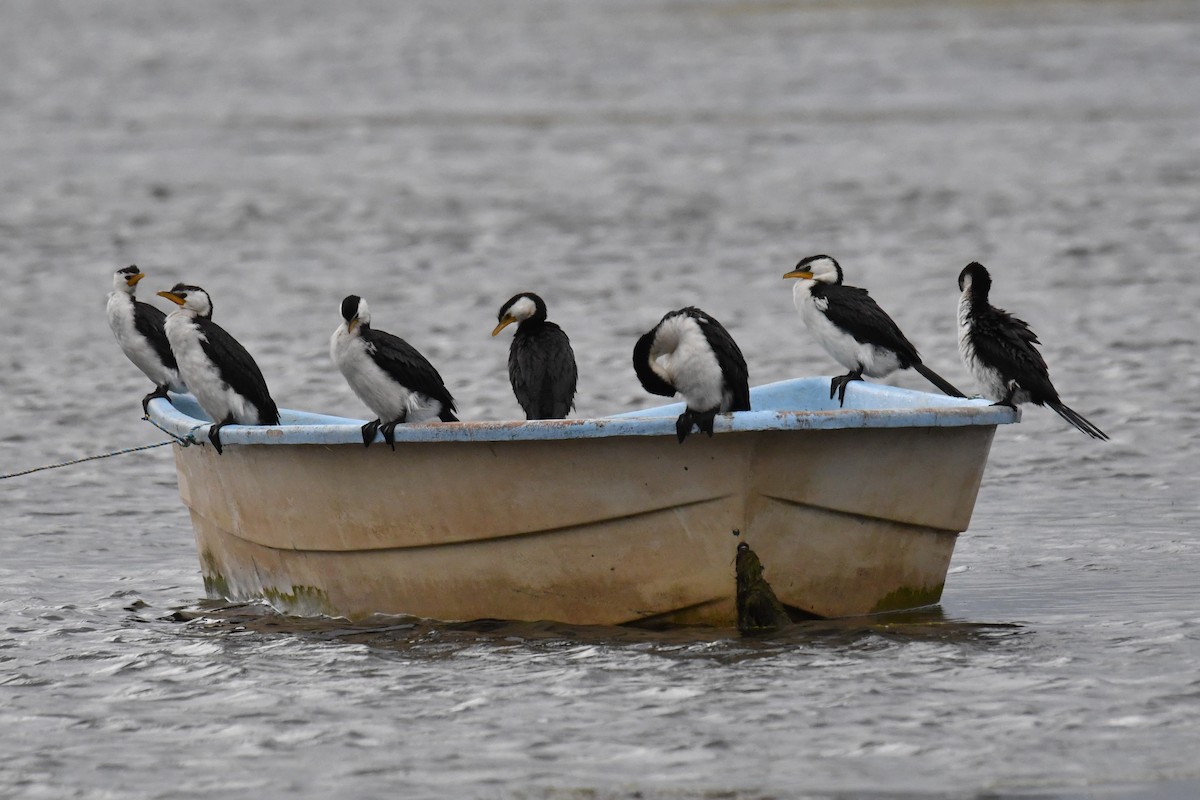 Little Pied Cormorant - ML488270121