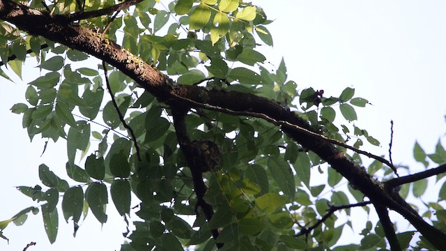 Cerulean Warbler - ML488271