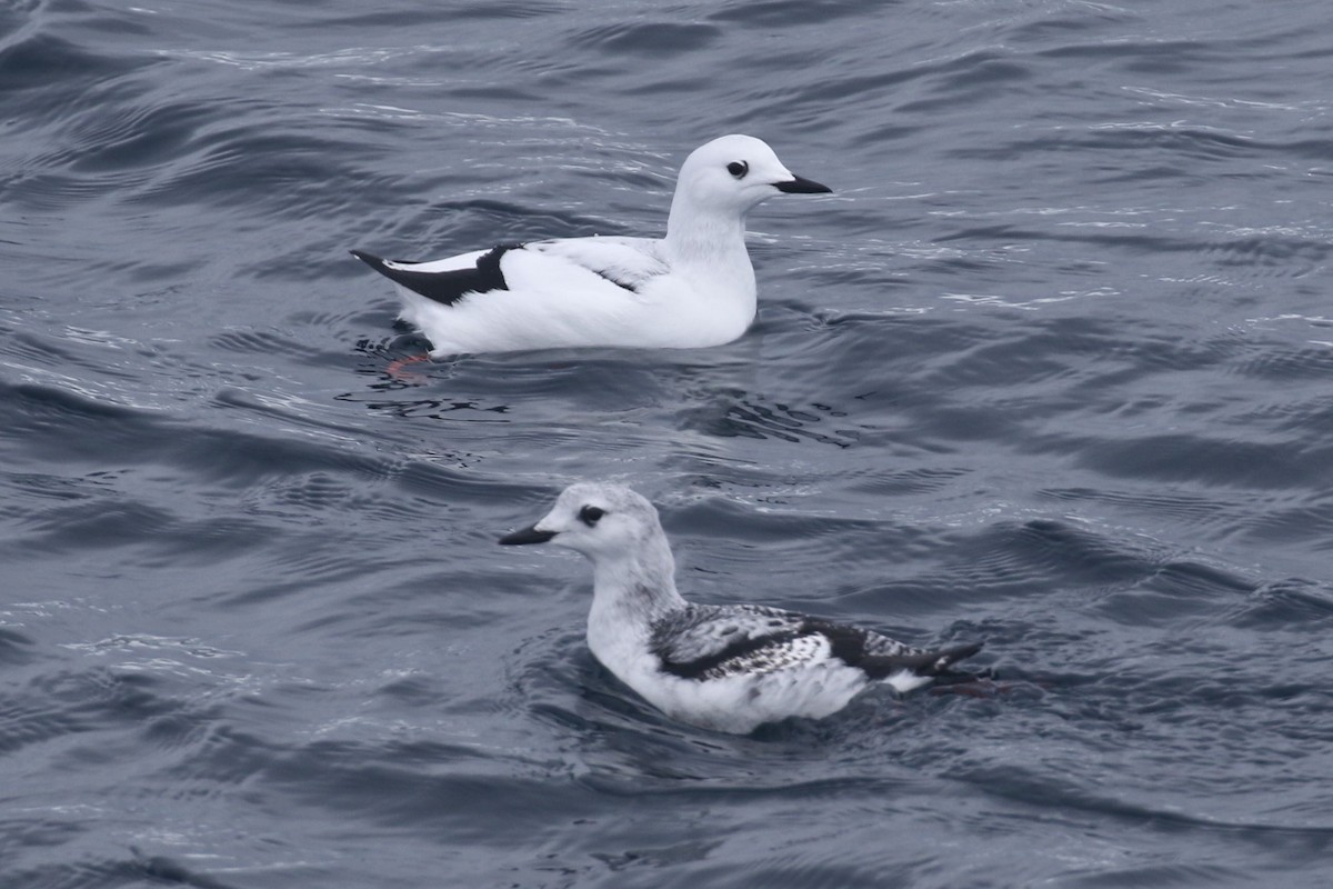 Black Guillemot (mandtii) - ML48827131