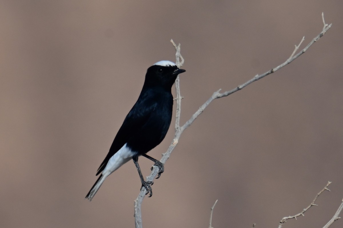 White-crowned Wheatear - Uriel Levy