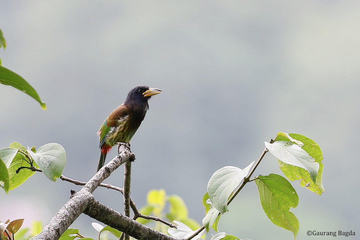 Great Barbet - ML488271631