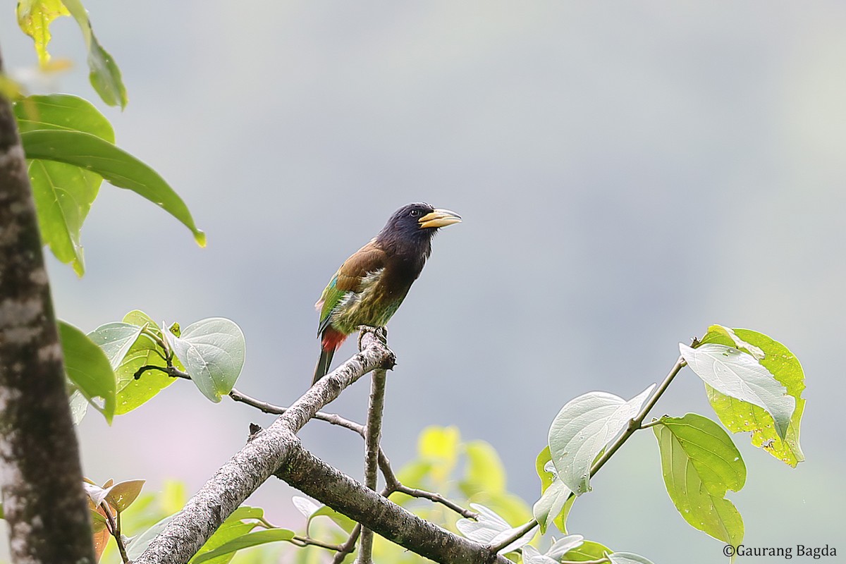 Great Barbet - ML488271641