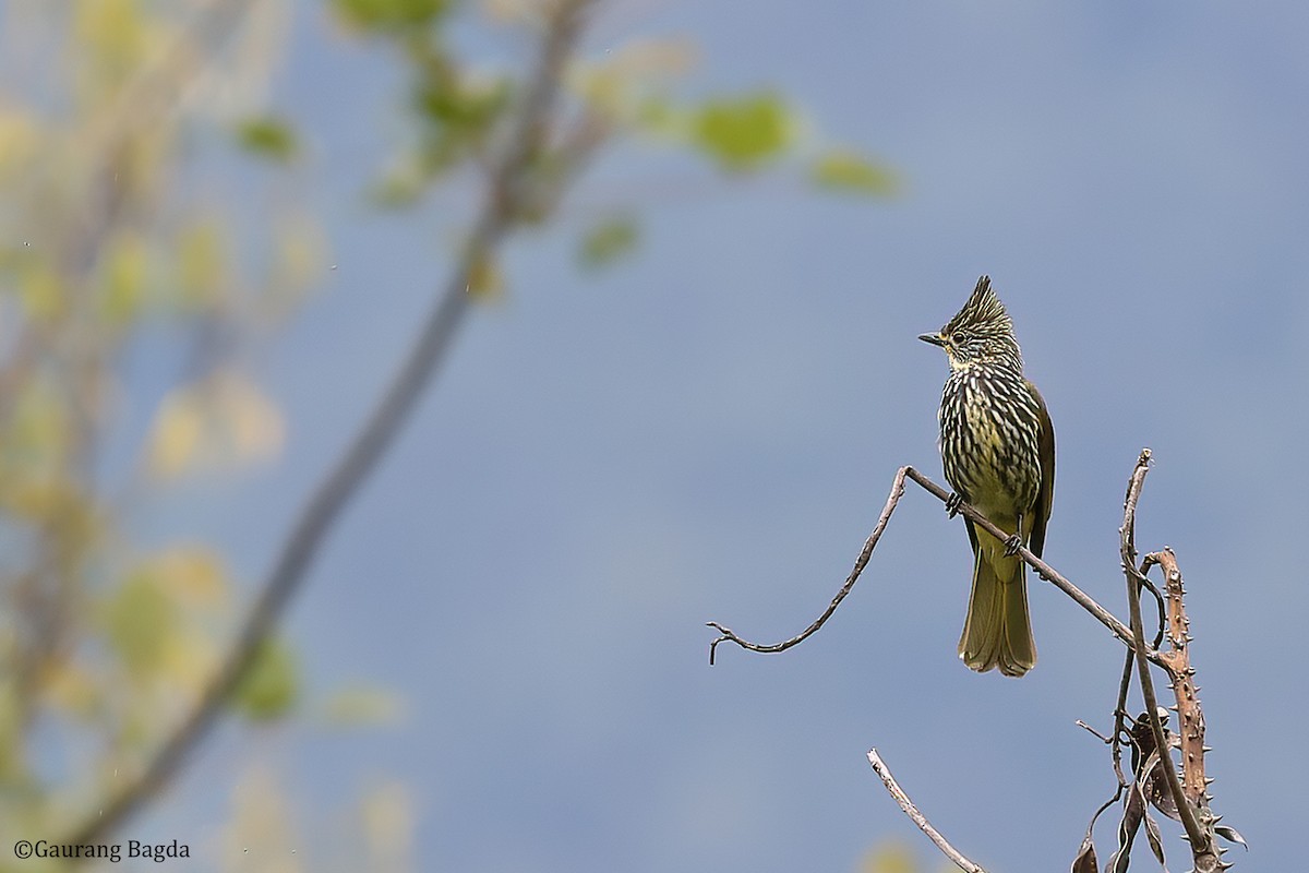 Striated Bulbul - ML488271761