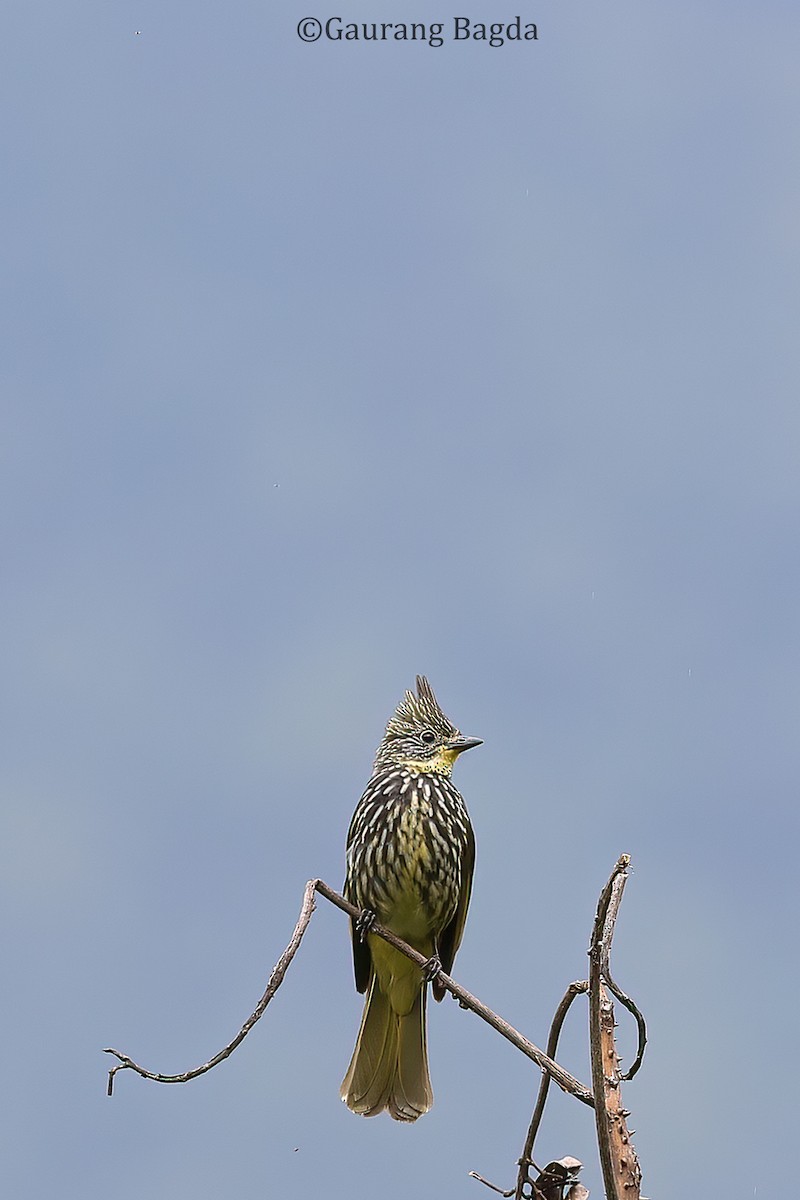 Striated Bulbul - ML488271771