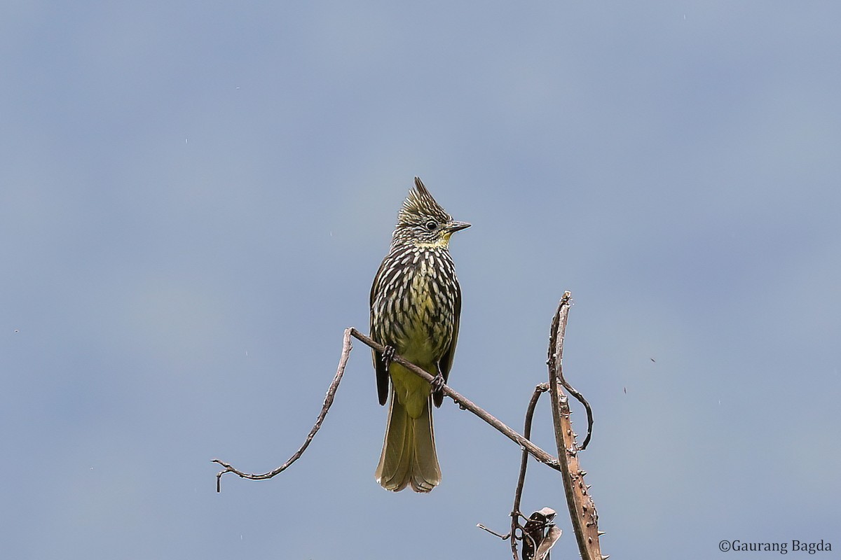 Striated Bulbul - ML488271811