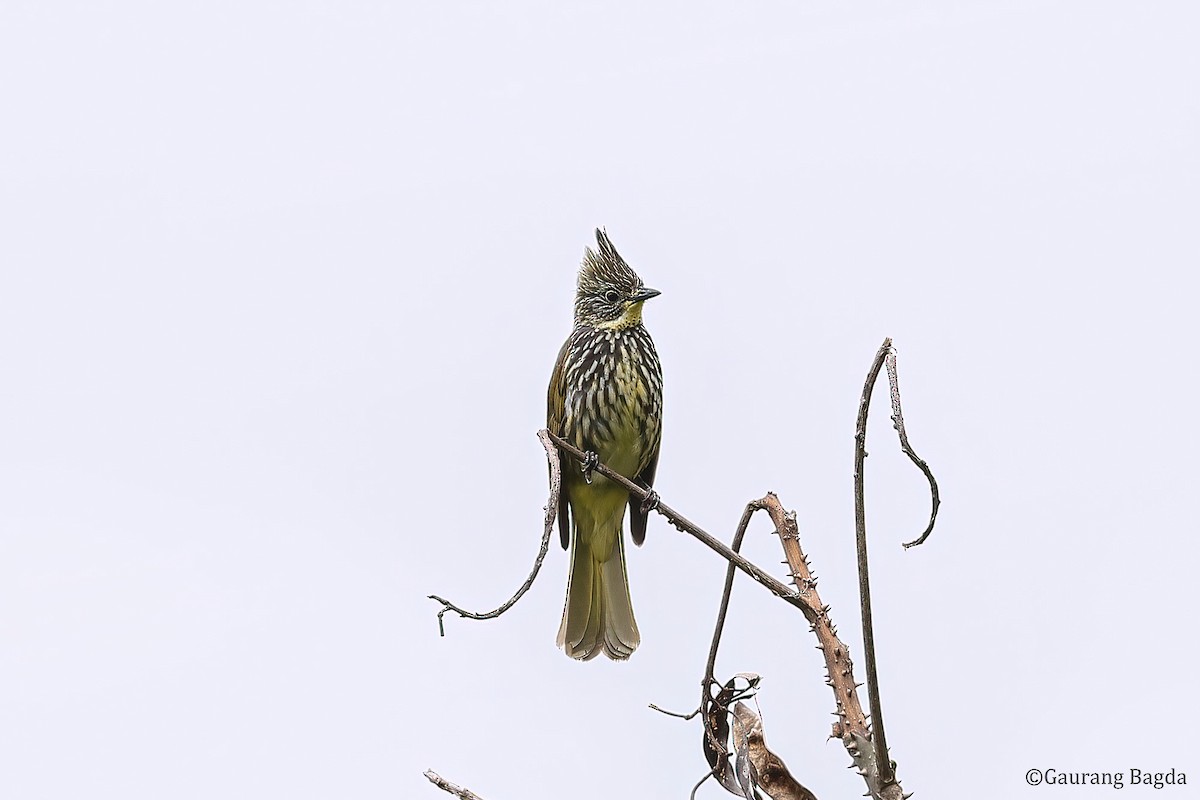 Striated Bulbul - ML488271831