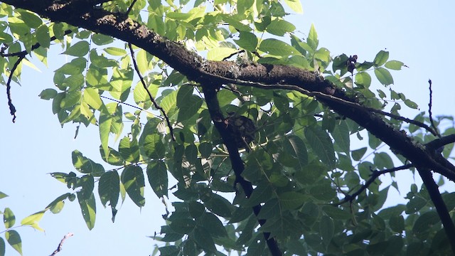 Cerulean Warbler - ML488272