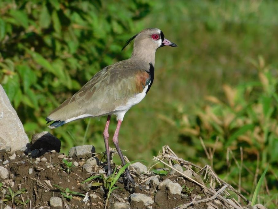 Southern Lapwing - MSU environmental studies  Study Abroad