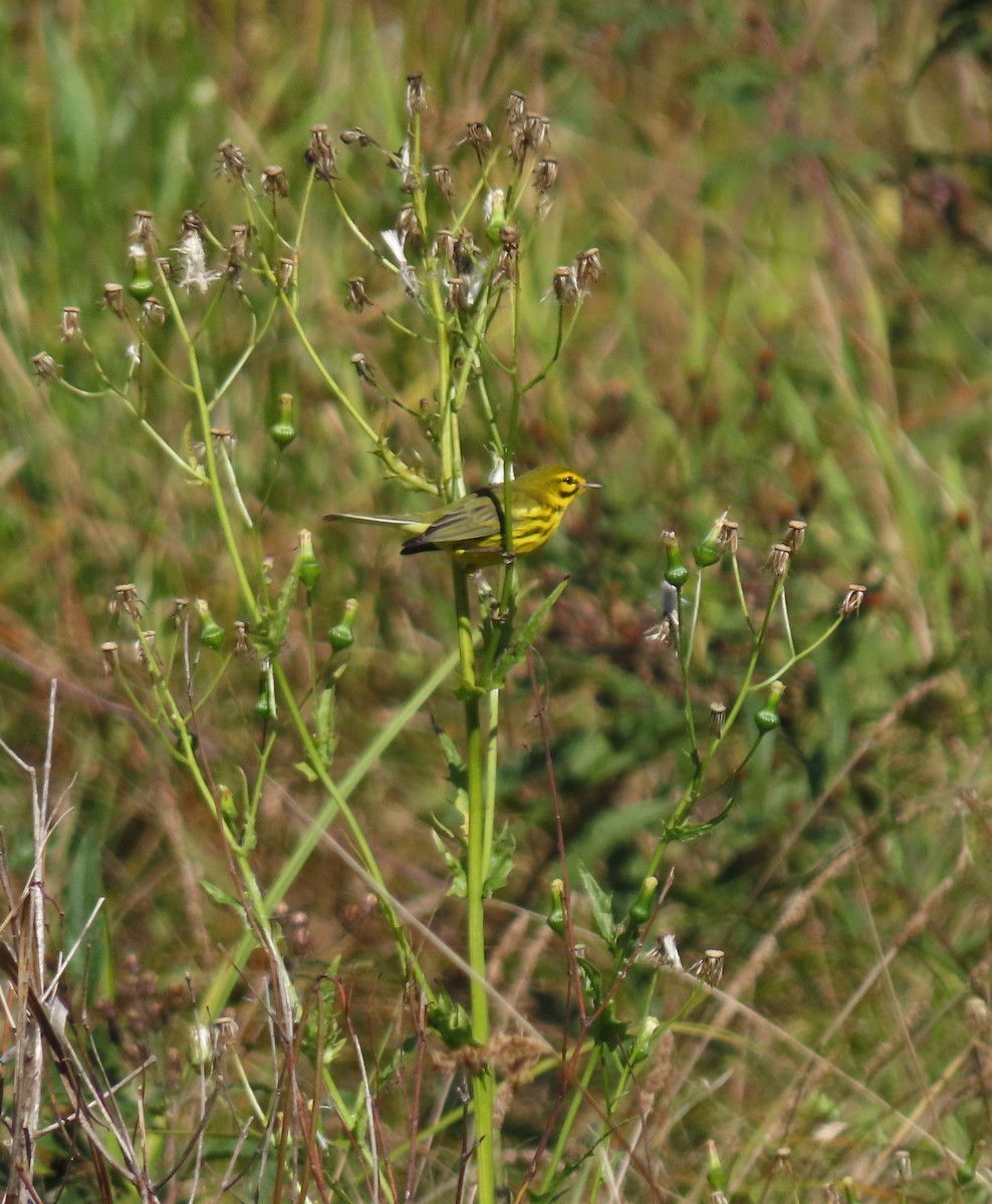 Prairie Warbler - ML488272701