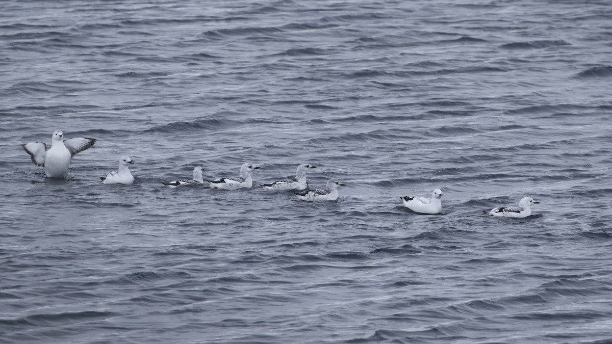 Black Guillemot (mandtii) - ML48827371