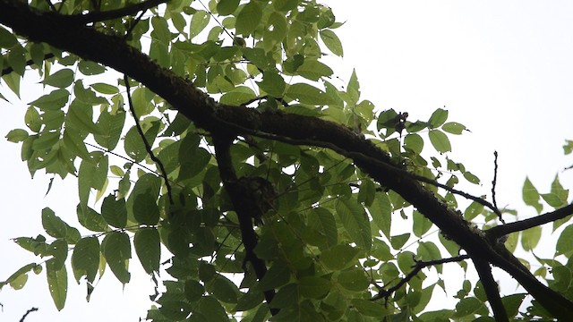 Cerulean Warbler - ML488275